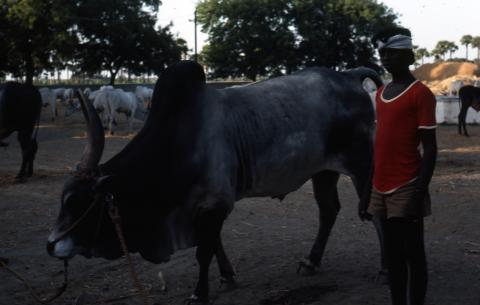 Photo of a boy beside a bull