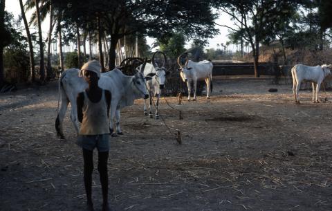 Photo of a village boy standing in the cowshed