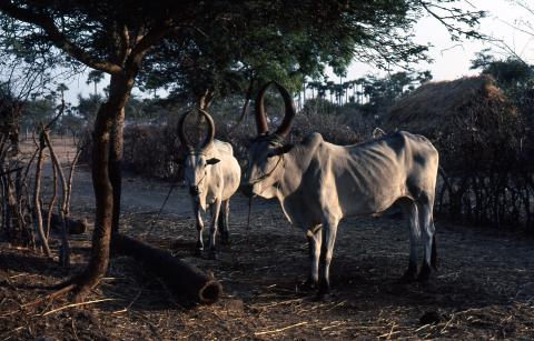 Photo of two white bulls with big horns