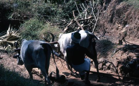 Photo of a village man with plough-locked bulls