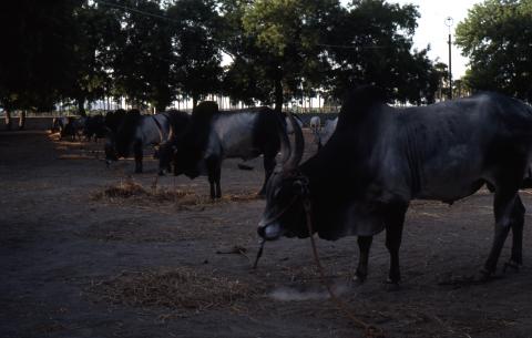 Photo of bulls in cowshed