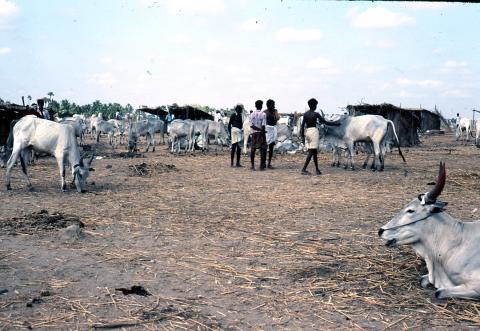 Photo of village cattle market