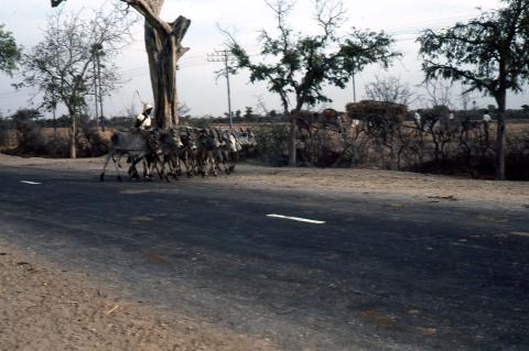 Photo of a village man chasing the cows