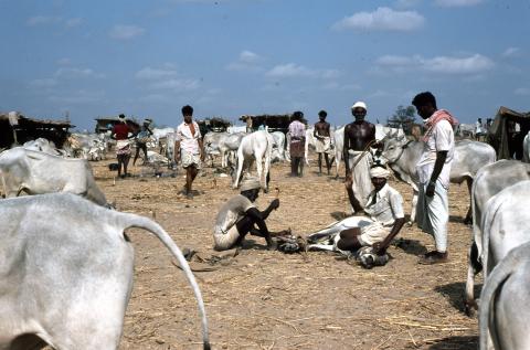 Photo of a group of village men with bulls