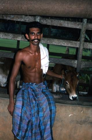 Photo of a village man sitting beside a cow