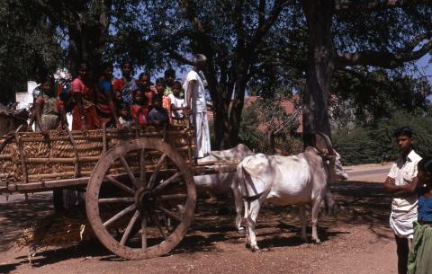 A group of people are on a cow cart