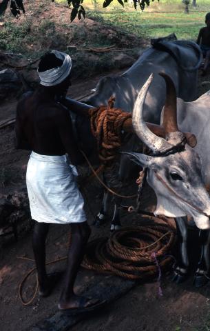 Village men with two white bulls