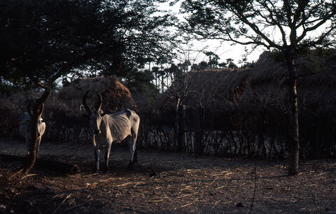 Photo of two white bulls with big horns