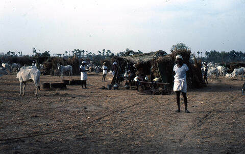 Photo of village cattle market
